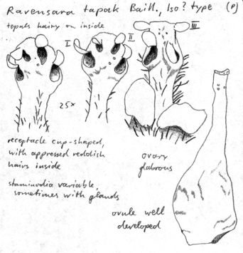 Vorschaubild Ravensara tapak Baill.